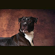 Thao participe au concours pour gagner de l'argent avec cette photo : animal, black_and_white, boxer_dog, brown, collarless, dog, floppy_ears, head, indoor, looking_at_camera, pet, phone_screenshot, photograph, portrait, serious_expression, short_hair, shoulders, studio, textured_background, white_chest