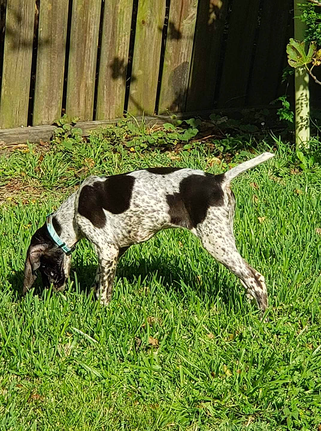 Dixie Lou joined the competition — help win amazing prizes! braque_dauvergne, braque_francais, canidae, carnivore, dog, dog_breed, french_spaniel, german_shorthaired_pointer, grass, gun_dog, hunting_dog, mammal, old_danish_pointer, pointer, pointing_breed, small_munsterlander, sporting_group, vertebrate