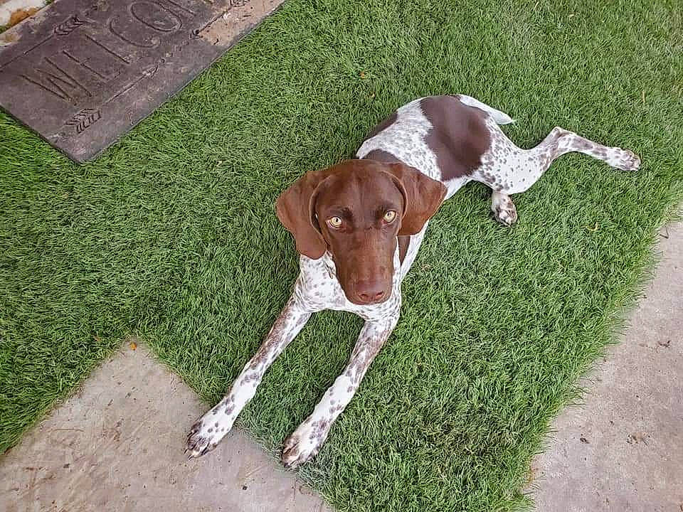 Dixie Lou joined the competition — help win amazing prizes! braque_dauvergne, braque_francais, braque_saint_germain, canidae, carnivore, dog, dog_breed, german_longhaired_pointer, german_shorthaired_pointer, grass, gun_dog, hunting_dog, liver, mammal, old_danish_pointer, pointer, pointing_breed, sporting_group, vertebrate