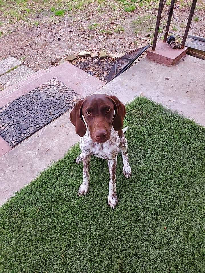 Dixie Lou joined the competition — help win amazing prizes! braque_dauvergne, braque_francais, canidae, carnivore, dog, dog_breed, german_longhaired_pointer, german_shorthaired_pointer, gun_dog, hunting_dog, liver, mammal, old_danish_pointer, pachon_navarro, pointer, pointing_breed, rare_breed_dog, small_munsterlander, sporting_group, vertebrate