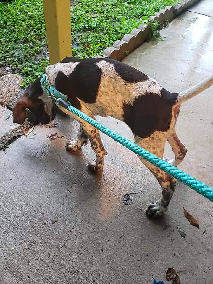 Dixie Lou is registered to the contest to win money with this photo: canidae, carnivore, coonhound, dog, dog_breed, english_coonhound, german_shorthaired_pointer, hunting_dog, pointer, pointing_breed, sporting_group, tail, treeing_walker_coonhound