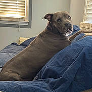 Diesel joined the competition — help win amazing prizes! dog, pet, canine, portrait, sitting, bed, blanket, bedroom, indoors, home, window, blinds, blue_bedding, short_hair, brown_coat, floppy_ears, dark_eyes, serious_expression, natural_light, furniture