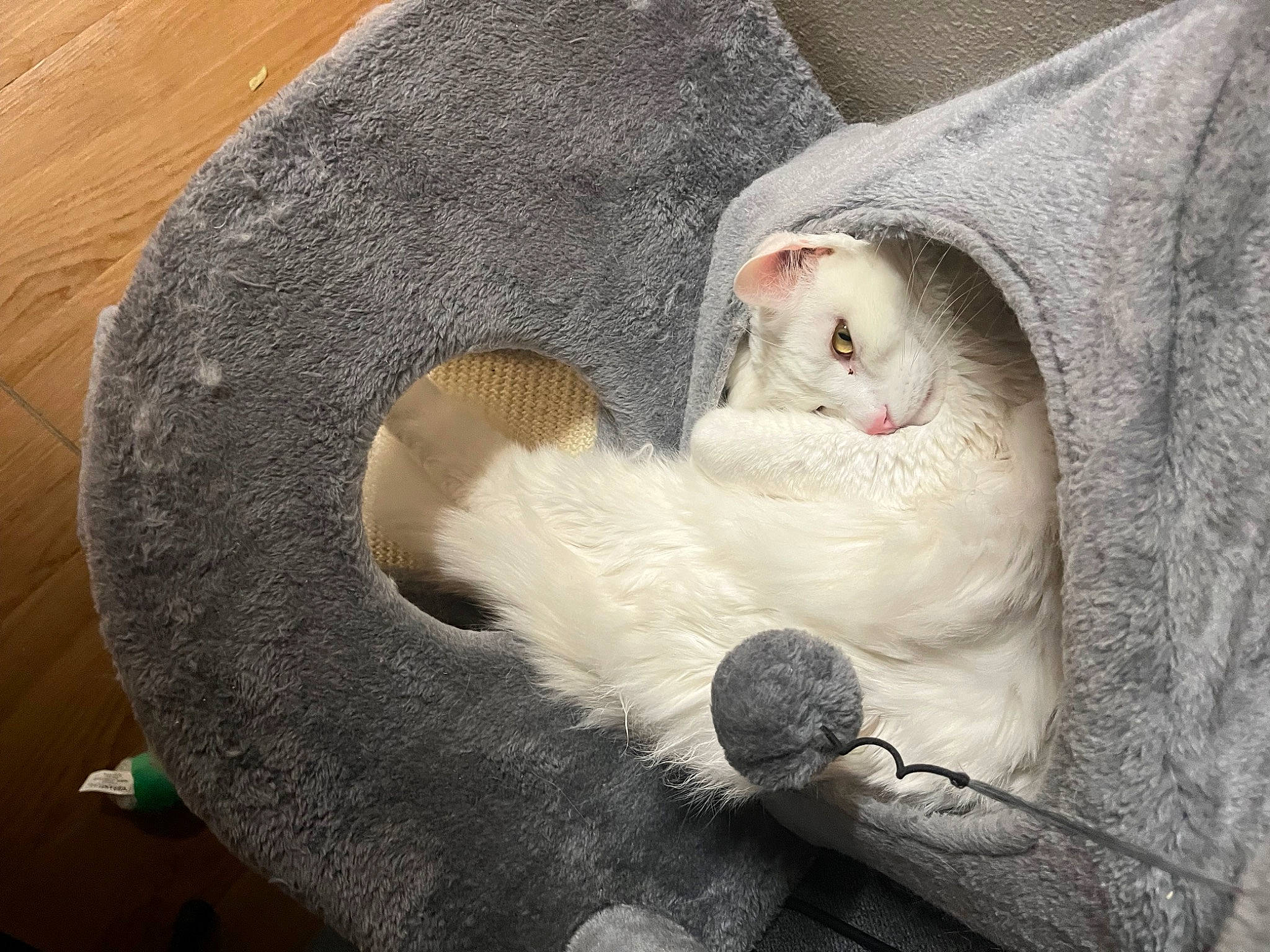 Kip is registered to the contest to win money with this photo: art, basket, carnivore, cat, cat_bed, cat_supply, claw, comfort, domestic_short_haired_cat, felidae, fur, nap, paw, ragdoll, small_to_medium_sized_cats, snout, tail, whiskers, wood