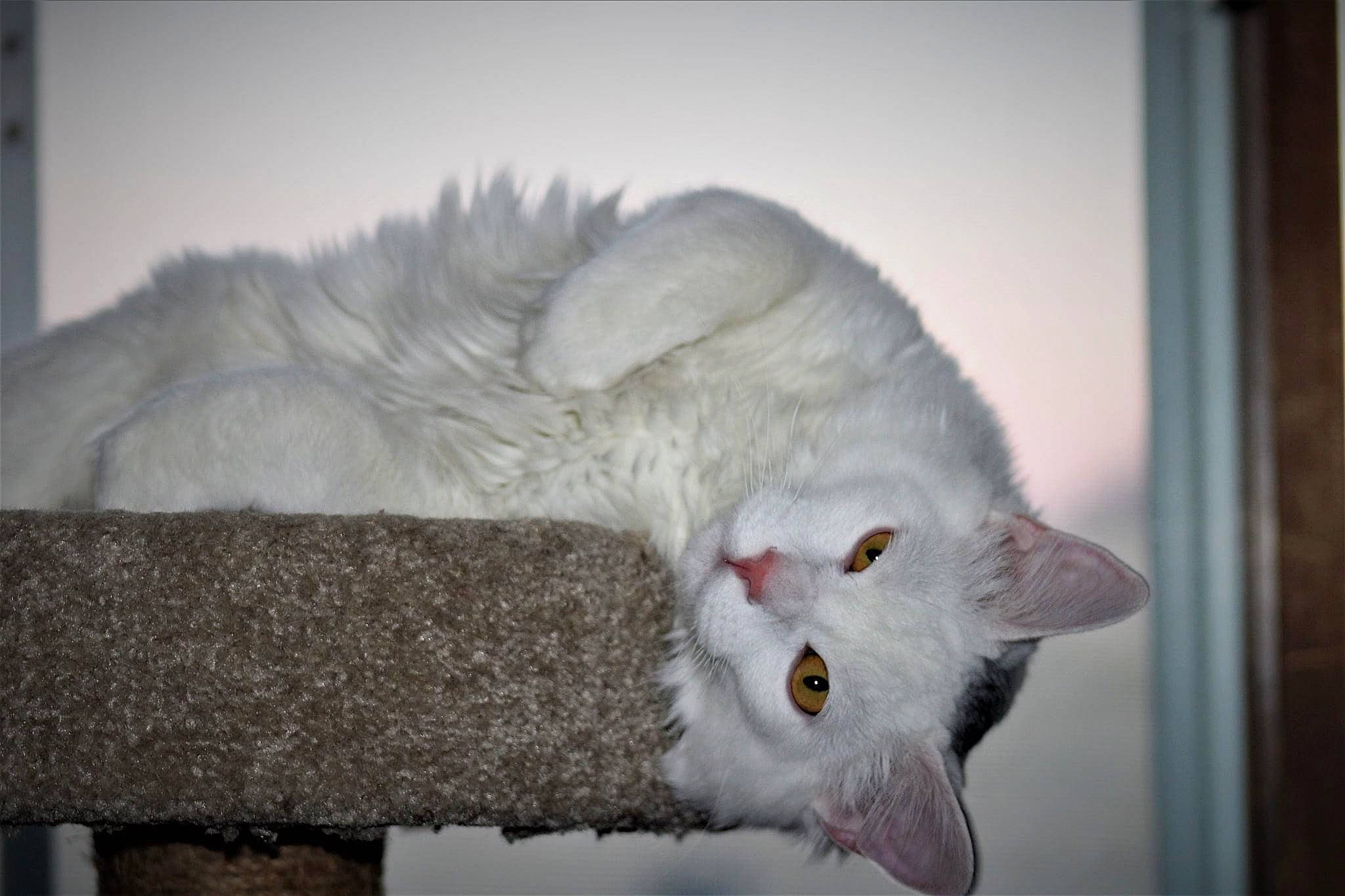 Kip joined the competition — help win amazing prizes! carnivore, cat, comfort, domestic_short_haired_cat, felidae, fur, grey, paw, plant, small_to_medium_sized_cats, snout, tail, whiskers, window, winter, wood