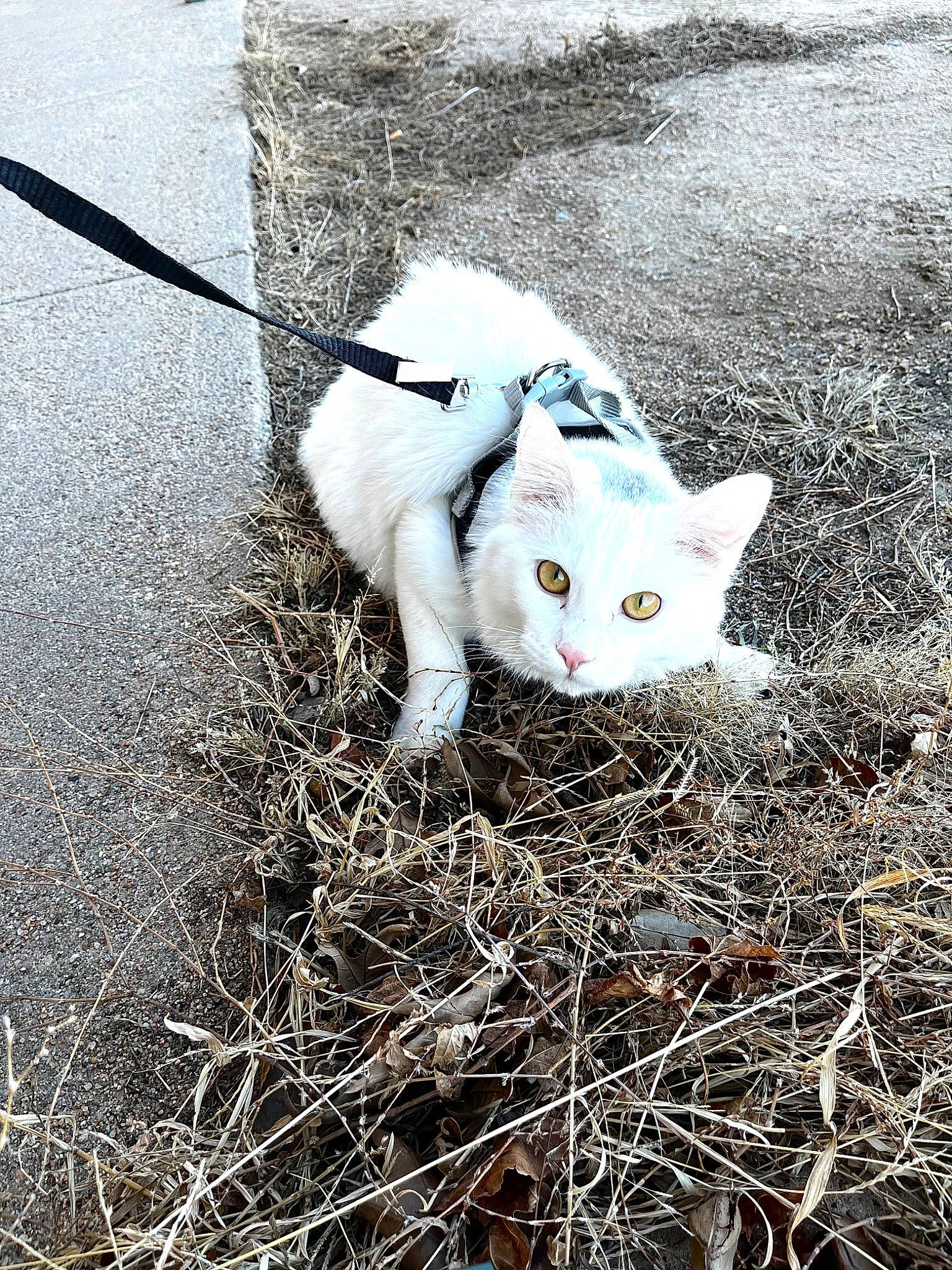 Kip joined the competition — help win amazing prizes! canidae, carnivore, cat, dog_breed, domestic_short_haired_cat, fawn, felidae, freezing, fur, grass, road_surface, sidewalk, sky, small_to_medium_sized_cats, snout, soil, tail, terrestrial_animal, twig, whiskers