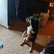 Buddy joined the competition — help win amazing prizes! dog, pet, sitting, upright, black_and_tan, white_chest, indoor, living_room, carpet, television, furniture, buckets, household, warm_lighting, dim_lighting, profile, alert, funny_pose, animal, home