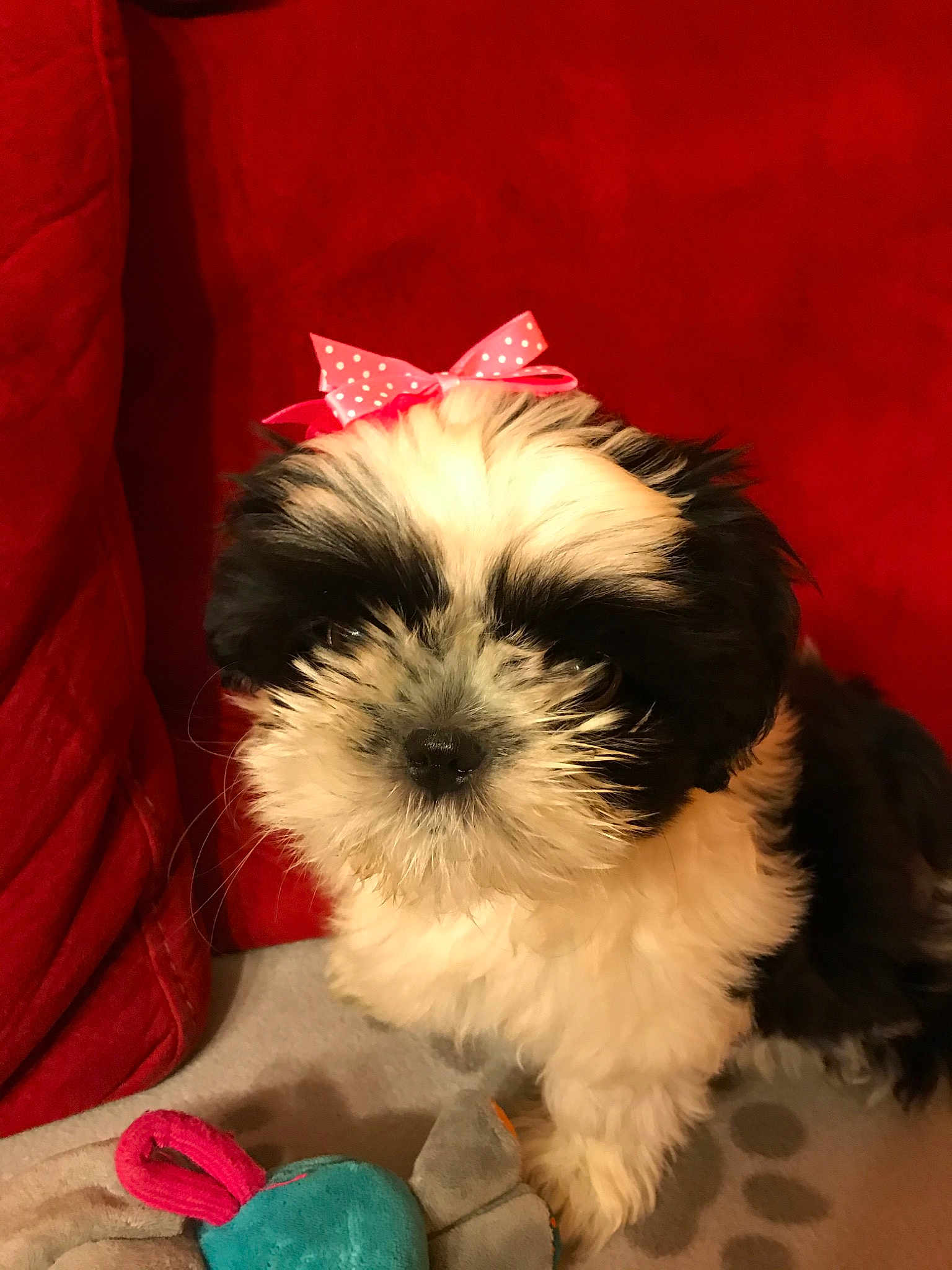 Poupie