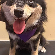 Esmeralda is registered to the contest to win money with this photo: dog, puppy, black_and_tan, tongue_out, bandana, purple_bandana, pet, cute, fluffy, sitting, indoor, muzzle, ears, eyes, fur, happy, animal, companion, friendly, portrait