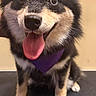 dog, puppy, black_and_tan, tongue_out, bandana, purple_bandana, pet, cute, fluffy, sitting, indoor, muzzle, ears, eyes, fur, happy, animal, companion, friendly, portrait