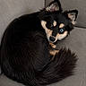 Esmeralda is registered to the contest to win money with this photo: dog, puppy, heterochromia, blue_eye, brown_eye, curled_up, fluffy, black_fur, tan_fur, couch, indoor, pet, animal, canine, fur, side_view, looking_back, relaxed, cute, cozy