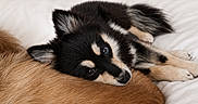 Esmeralda joined the competition — help win amazing prizes! dog, puppy, black_and_white, brown, fur, lying_down, resting, bed, cozy, cute, animal, pet, domestic_animal, sleepy, companion, friendship, indoors, white_background, relaxing, two_dogs