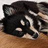 dog, puppy, black_and_white, brown, fur, lying_down, resting, bed, cozy, cute, animal, pet, domestic_animal, sleepy, companion, friendship, indoors, white_background, relaxing, two_dogs