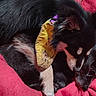 Esmeralda joined the competition — help win amazing prizes! dog, black_dog, yellow_bandana, snuggling, cuddling, cozy, red_blanket, pet, fur, sleeping, resting, closeup, animal, domestic_animal, companion, friendship, cute, adorable, relaxation, indoor