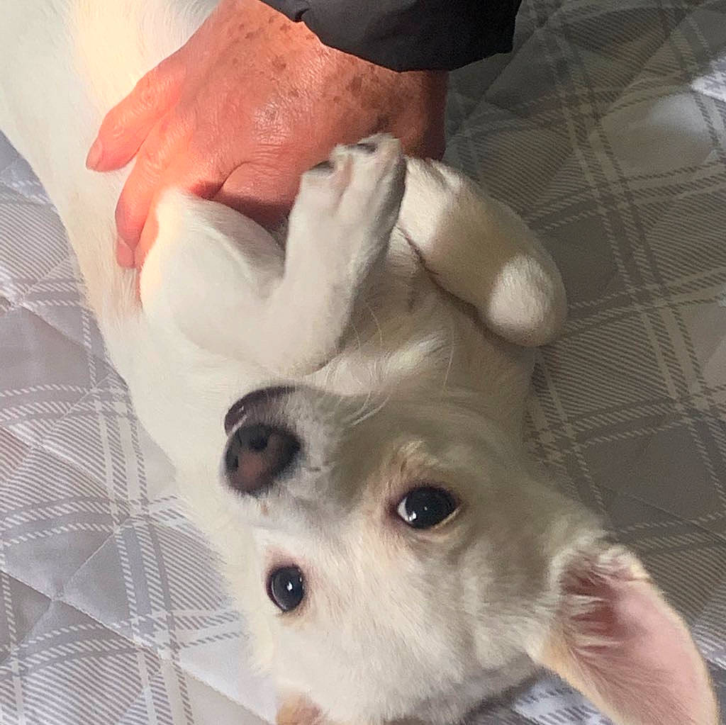 Kiko joined the competition — help win amazing prizes! canidae, carnivore, companion_dog, dog, dog_breed, fang, fawn, fur, japanese_spitz, non_sporting_group, paw, puppy, puppy_love, snout, sporting_group, tail, terrestrial_animal, toy_dog, whiskers, working_animal