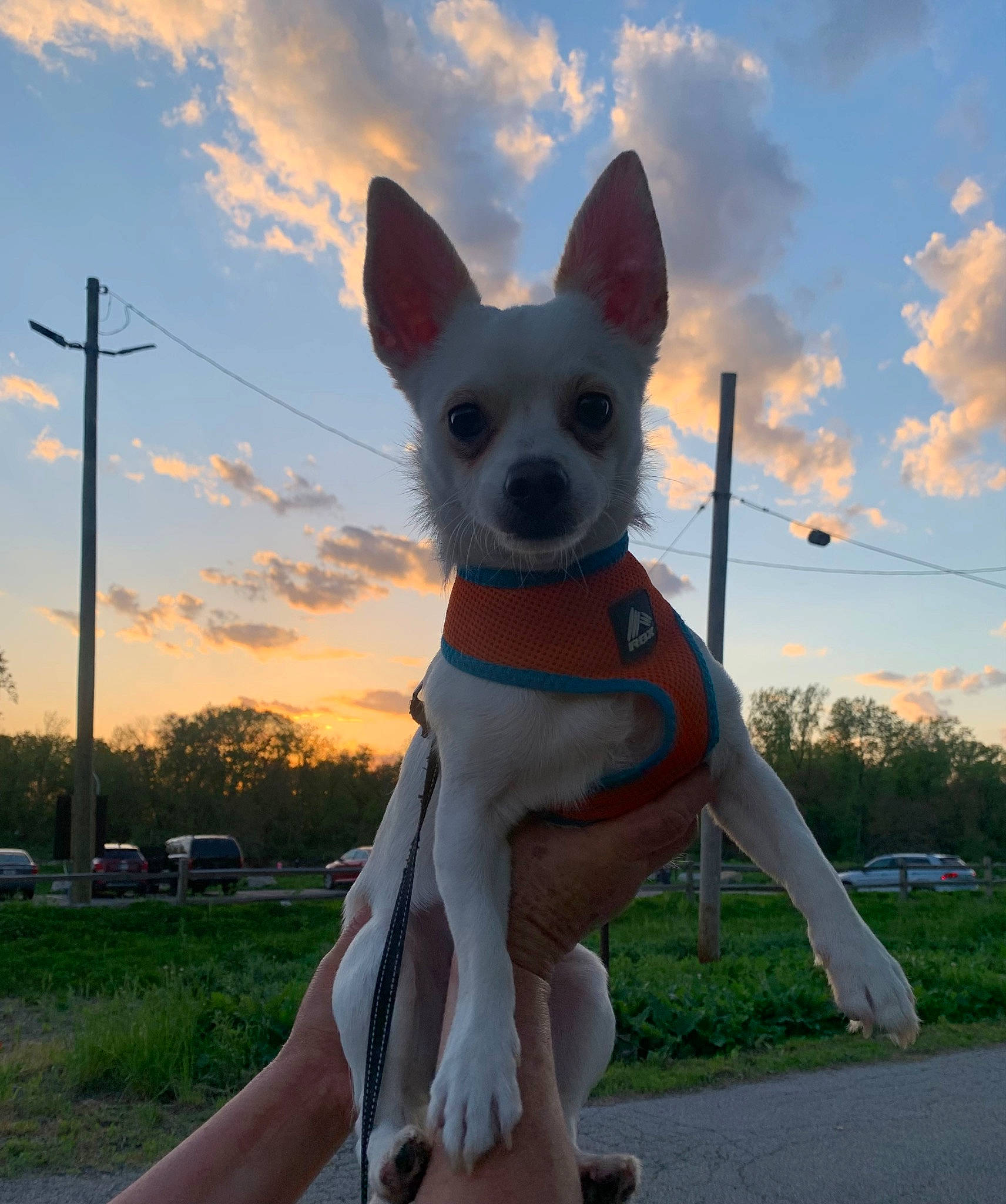 Kiko joined the competition — help win amazing prizes! art, canidae, car, carnivore, cloud, companion_dog, dog, dog_breed, electric_blue, fawn, fun, fur, grass, plant, sky, snout, sporting_group, street_light, tail, tree