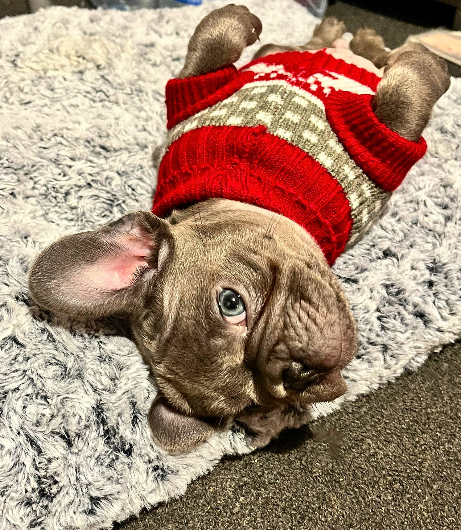 Bleu joined the competition — help win amazing prizes! canidae, carnivore, collar, comfort, companion_dog, dog, dog_breed, dog_collar, fashion_accessory, fawn, fur, grass, snout, soil, sporting_group, terrestrial_animal, toy_dog, whiskers, working_animal, wrinkle