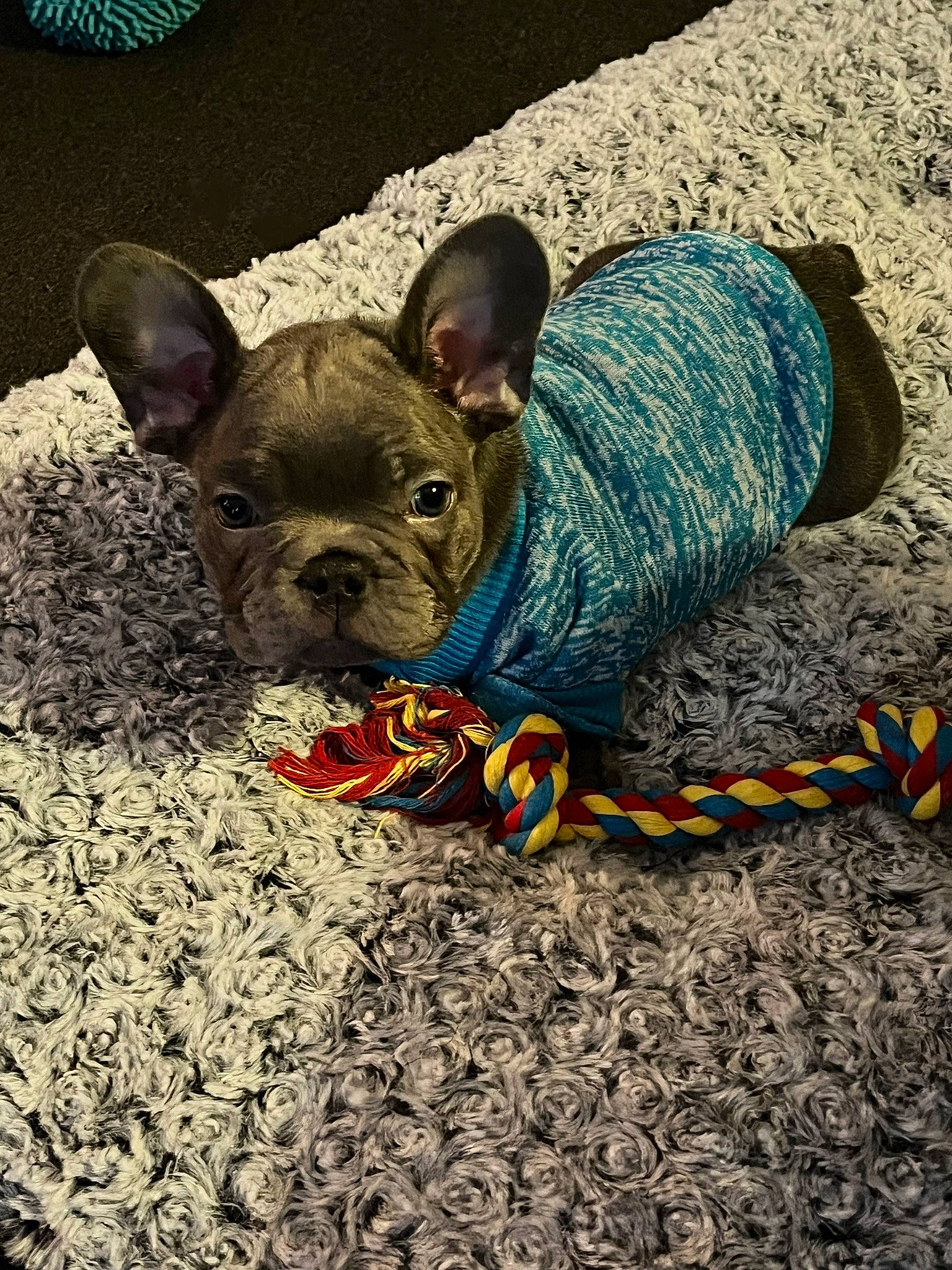 Bleu joined the competition — help win amazing prizes! bulldog, canidae, carnivore, comfort, companion_dog, dog, dog_breed, fawn, flooring, fur, grass, head, leg, snout, soil, sporting_group, terrestrial_animal, toy_dog, whiskers, working_animal