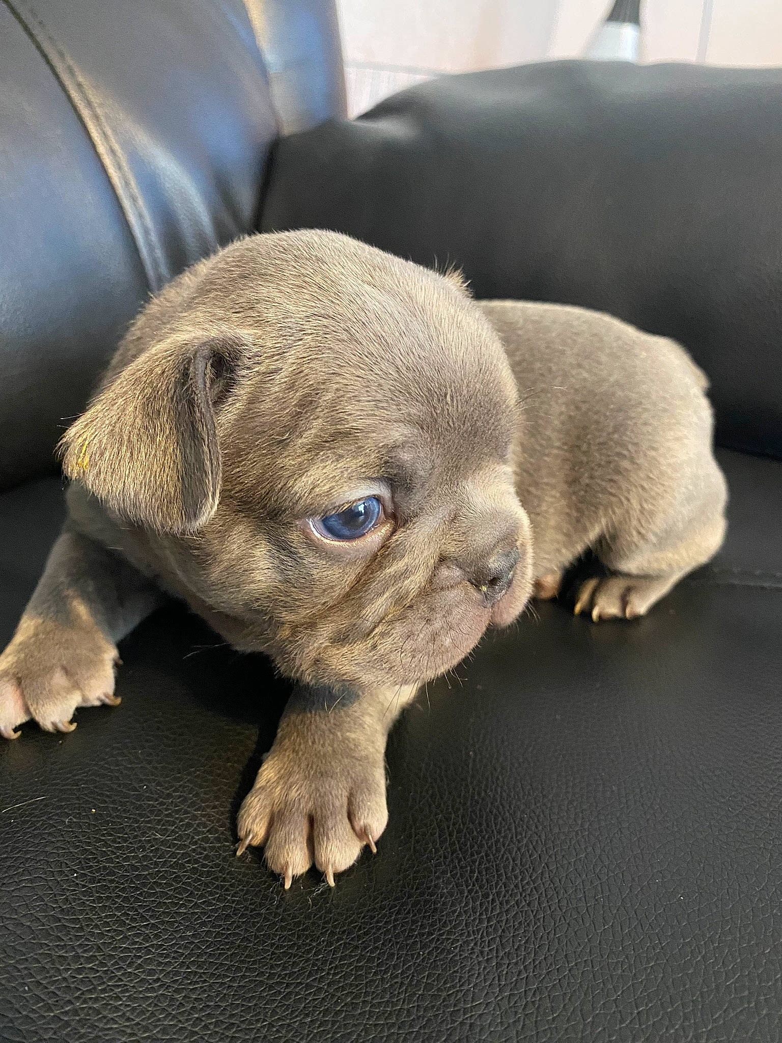 Bleu is registered to the contest to win money with this photo: canidae, carnivore, comfort, companion_dog, dog, dog_breed, ear, fawn, fur, grey, liver, paw, snout, sporting_group, tail, terrestrial_animal, toy_dog, whiskers, working_animal, wrinkle