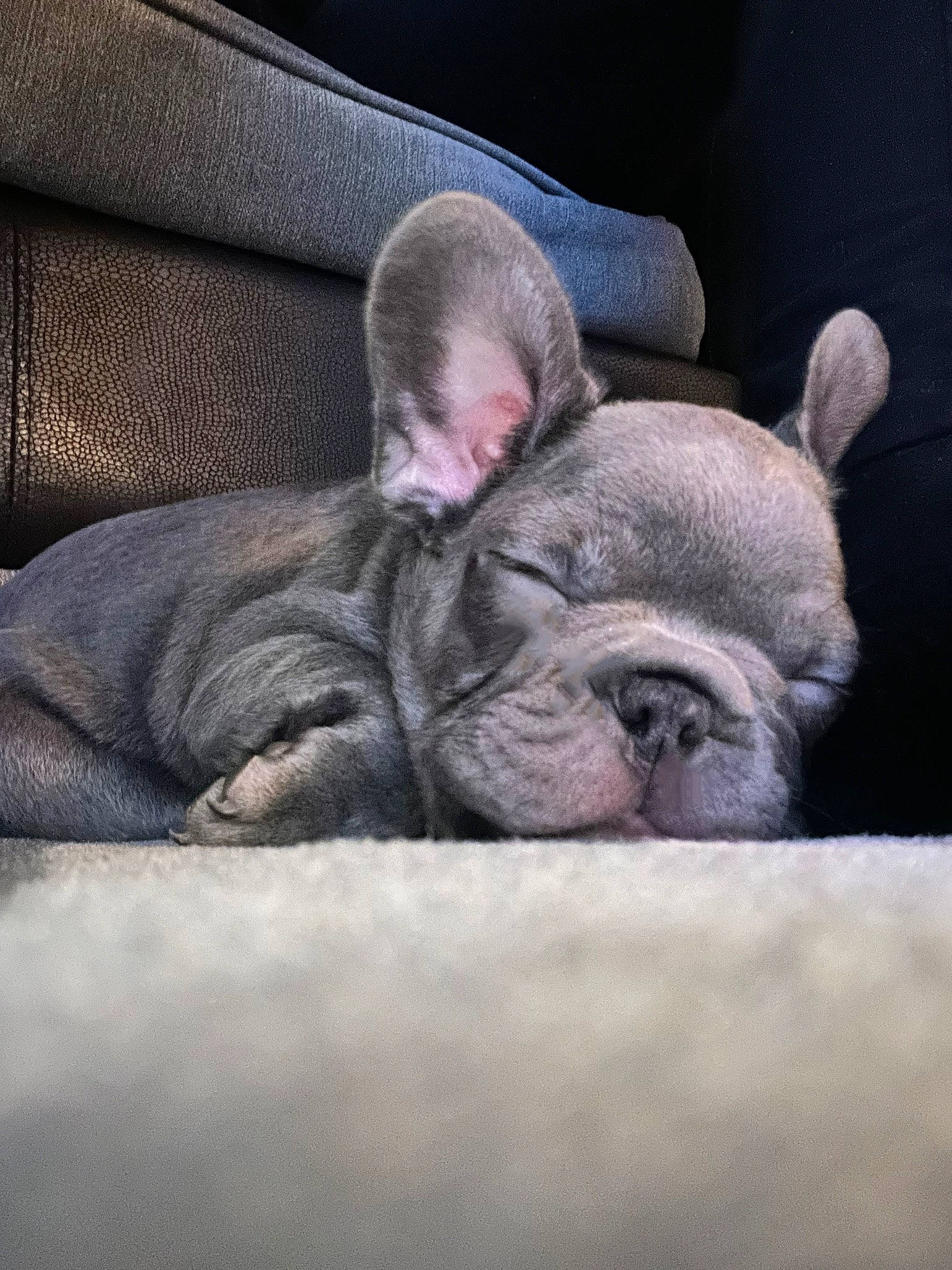 Bleu joined the competition — help win amazing prizes! canidae, carnivore, close_up, comfort, companion_dog, dog, dog_breed, ear, eye, fawn, fur, grey, human_body, nap, sleep, snout, terrestrial_animal, toy_dog, whiskers, wrinkle