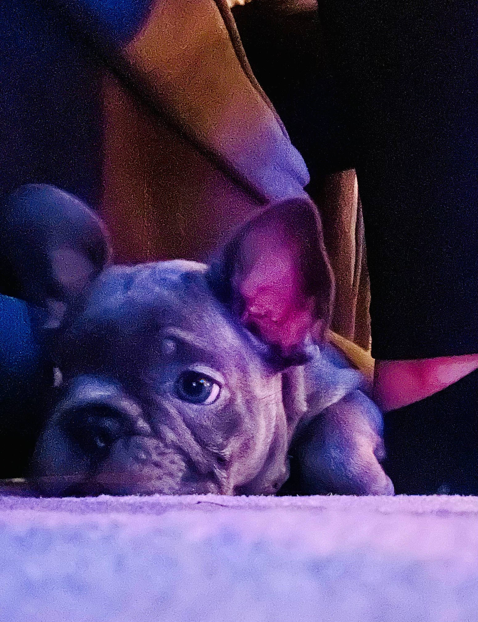 Bleu is registered to the contest to win money with this photo: bulldog, canidae, carnivore, comfort, companion_dog, dog, dog_breed, ear, electric_blue, fawn, french_bulldog, magenta, non_sporting_group, pug, purple, snout, terrestrial_animal, toy_dog, whiskers, wrinkle