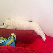 Luffy participe au concours pour gagner de l'argent avec cette photo :