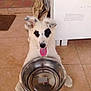 Luffy participe au concours pour gagner de l'argent avec cette photo :