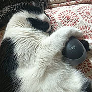 Bimba participe au concours pour gagner de l'argent avec cette photo : black_and_white, blanket, cat, close_up, clutching, computer_mouse, cozy, domestic_cat, fluffy, fur, indoor, mouse, patterned, pet, pink_nose, relaxed, resting, sleeping, soft, whiskers