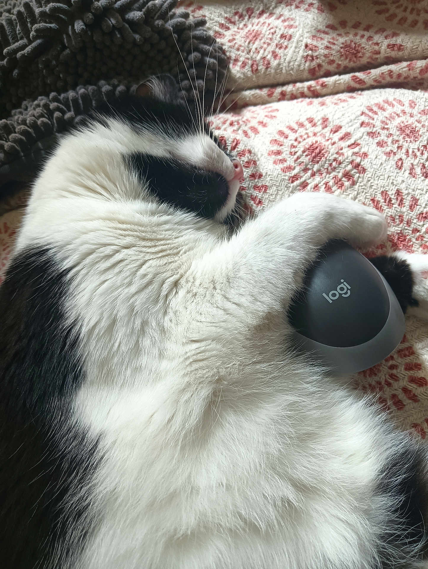Bimba participe au concours pour gagner de l'argent avec cette photo : black_and_white, blanket, cat, close_up, clutching, computer_mouse, cozy, domestic_cat, fluffy, fur, indoor, mouse, patterned, pet, pink_nose, relaxed, resting, sleeping, soft, whiskers
