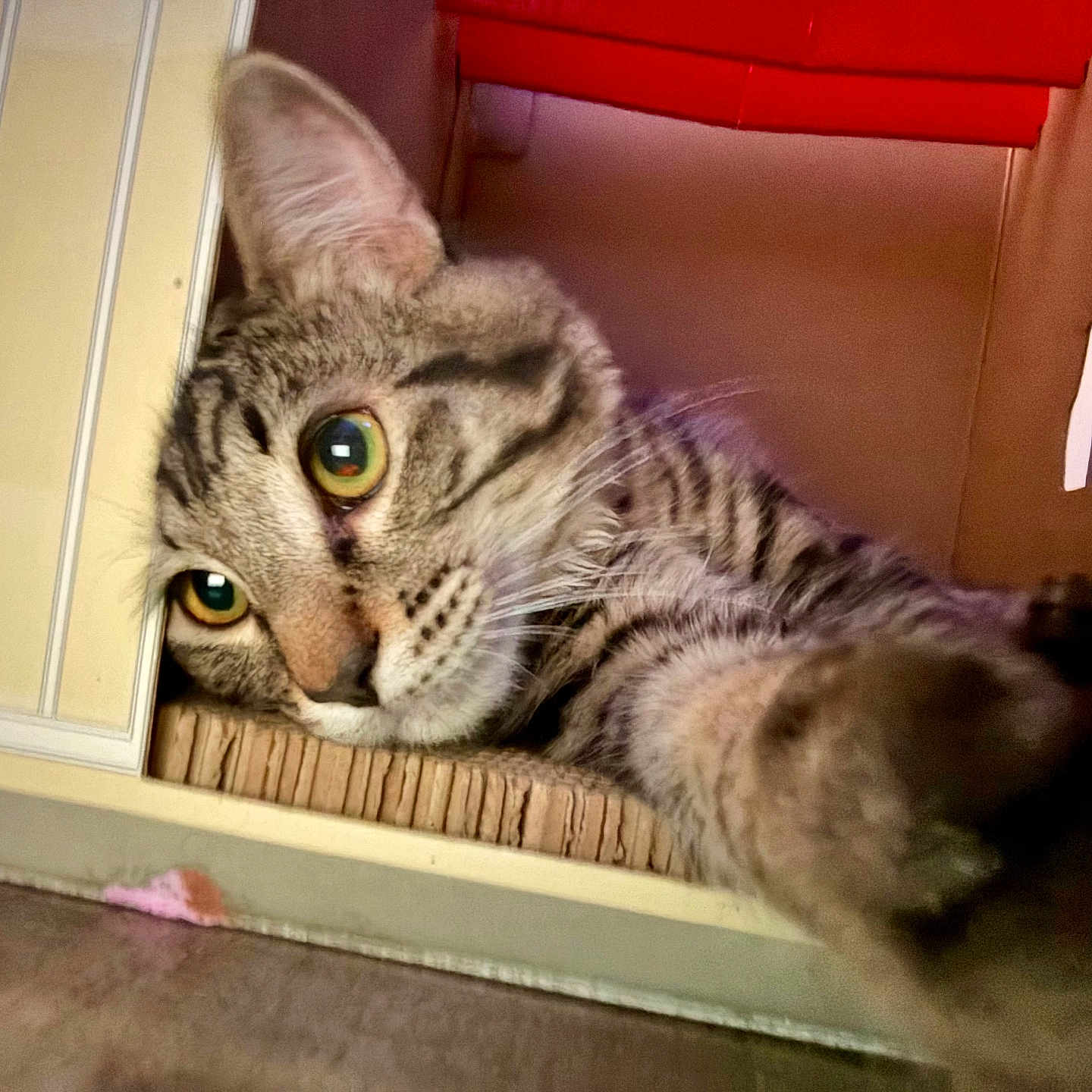Cigaro Silva joined the competition — help win amazing prizes! cardboard_box, cat, closeup, cozy, curious, feline, fur, green_eyes, home_interior, indoor, lying_down, paw, pet, playful, portrait, scratching_pad, sleepy, stripes, tabby_cat, whiskers