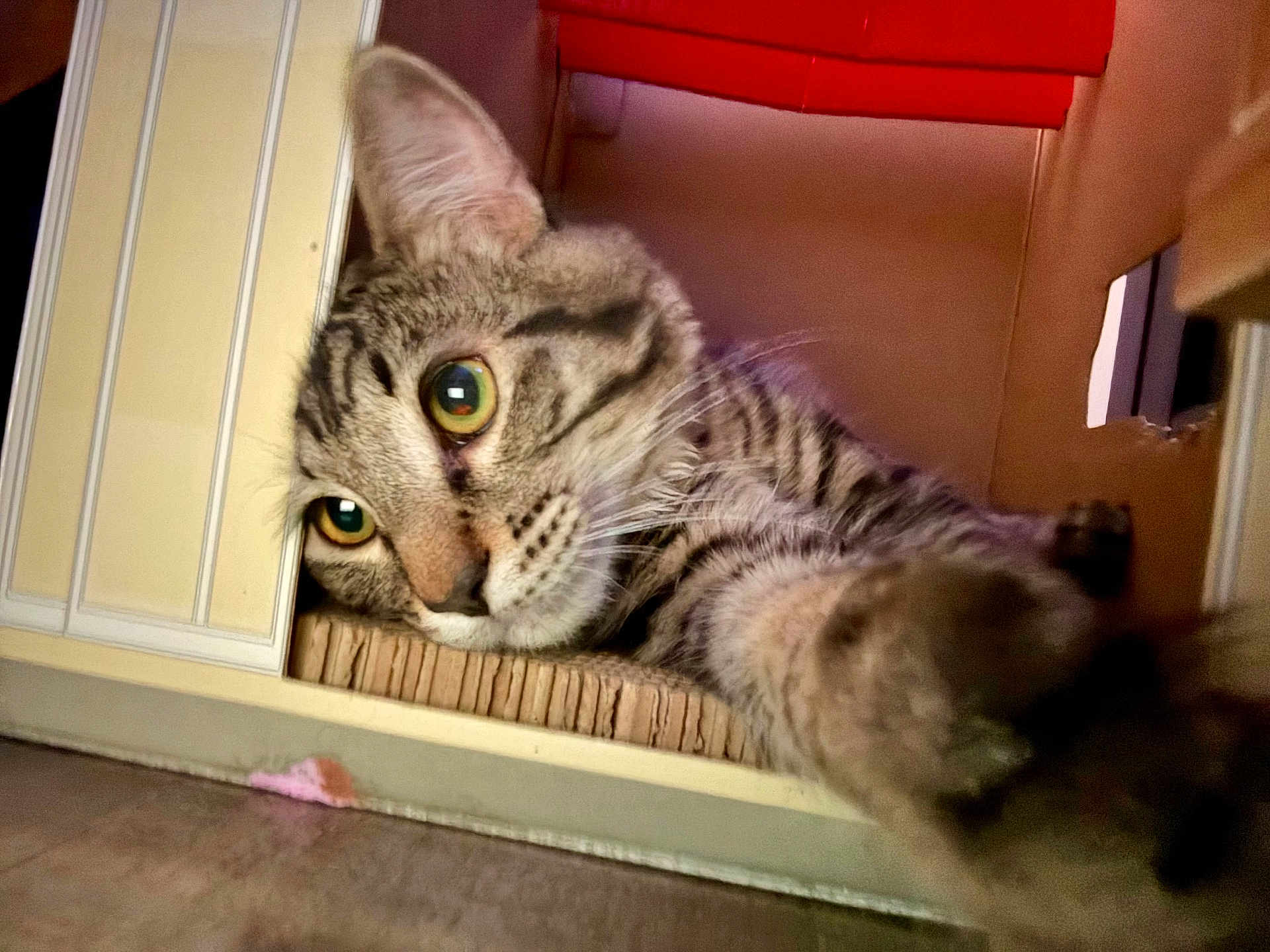 Cigaro Silva joined the competition — help win amazing prizes! cardboard_box, cat, closeup, cozy, curious, feline, fur, green_eyes, home_interior, indoor, lying_down, paw, pet, playful, portrait, scratching_pad, sleepy, stripes, tabby_cat, whiskers