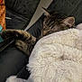 basket, blanket, cat, close_up, couch, cozy, ear, faux_fur, fur, home, indoor, nap, paw, pet, relaxed, sleeping, soft_texture, tabby_cat, upholstery, whiskers