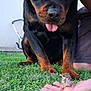 Roy a rejoint le concours — aidez-le/la à gagner de superbes lots ! rottweiler, dog, bird, baby_bird, hand, grass, outdoor, pet, animal, curious, tongue_out, person, nature, watching, friendly, close_up, companion, cute, domestic_animal, yard