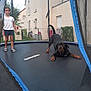 Roy a rejoint le concours — aidez-le/la à gagner de superbes lots ! dog, child, trampoline, backyard, playful, stretching, girl, casual_clothing, outdoor, house, garden, fence, playhouse, grass, summer, pet, netting, leisure, daytime, smiling