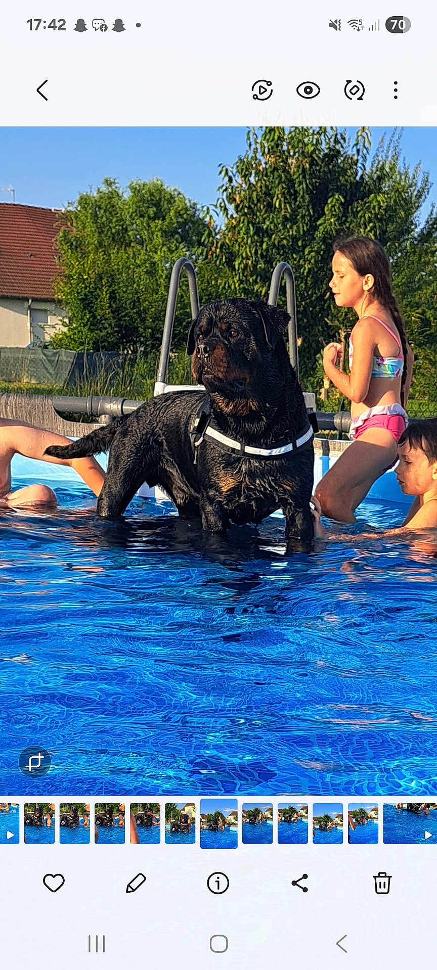 Roy participe au concours pour gagner de l'argent avec cette photo : dog, rottweiler, pool, water, children, swimming, summer, outdoor, sunlight, nature, trees, play, fun, blue, wet, animal, pet, people, leisure, backyard