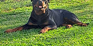 Roy a rejoint le concours — aidez-le/la à gagner de superbes lots ! rottweiler, dog, grass, outdoor, pet, canine, lawn, sunlight, fence, relaxed, tongue_out, black_and_brown, animal, nature, daytime, mammal, resting, happy, yard, park
