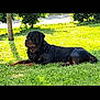 rottweiler, dog, grass, outdoor, sunlight, tree, pet, animal, canine, lying_down, nature, greenery, summer, daytime, mammal, resting, watchful, park, garden, domestic_animal