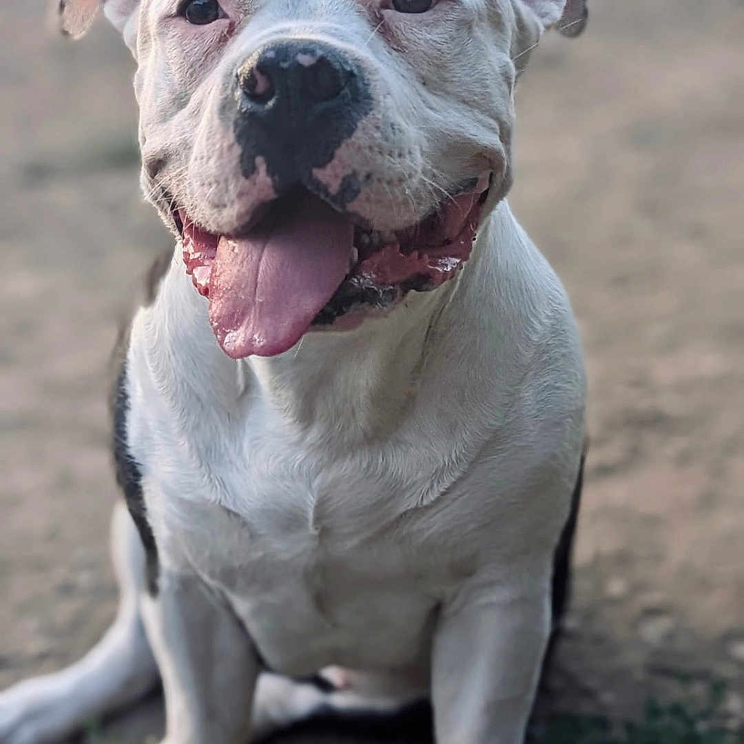 Luna joined the competition — help win amazing prizes! animal, black_spots, canine, close_up, daylight, dirt, dog, ears, friendly, grass, happy, mammal, nature, outdoor, panting, pet, portrait, sitting, tongue_out, white_fur