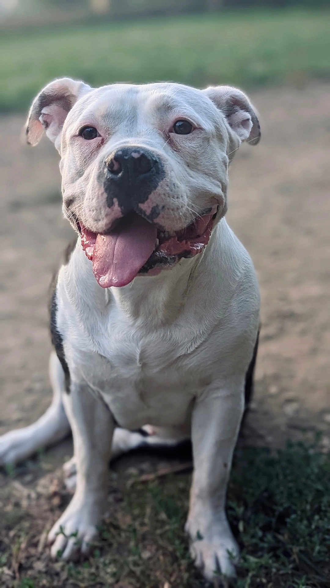 Luna joined the competition — help win amazing prizes! dog, animal, pet, outdoor, grass, dirt, happy, panting, tongue_out, white_fur, black_spots, ears, sitting, close_up, canine, friendly, nature, daylight, mammal, portrait