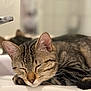 cat, tabby, sleeping, sink, bathroom, closeup, pet, feline, whiskers, ears, fur, relaxation, domestic_animal, animal, cute, peaceful, resting, indoor, soft_light, portrait