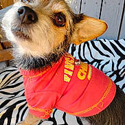 Daisy joined the competition — help win amazing prizes! dog, small_dog, canine, mixed_breed, fur, close_up, portrait, red_shirt, clothing, zebra_pattern, blanket, pet, domestic_animal, big_eyes, upright_ear, snout, whiskers, sitting, wooden_panel, outdoor