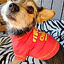 dog, small_dog, canine, mixed_breed, fur, close_up, portrait, red_shirt, clothing, zebra_pattern, blanket, pet, domestic_animal, big_eyes, upright_ear, snout, whiskers, sitting, wooden_panel, outdoor