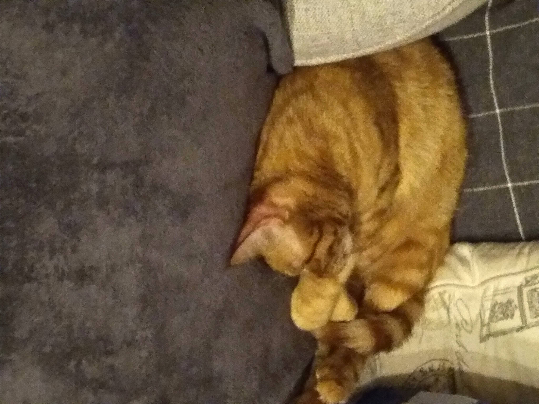 Street Cat joined the competition — help win amazing prizes! canidae, carnivore, cat, claw, comfort, dog_breed, domestic_short_haired_cat, fawn, felidae, floor, flooring, fur, hardwood, paw, small_to_medium_sized_cats, snout, sporting_group, tail, whiskers, wood