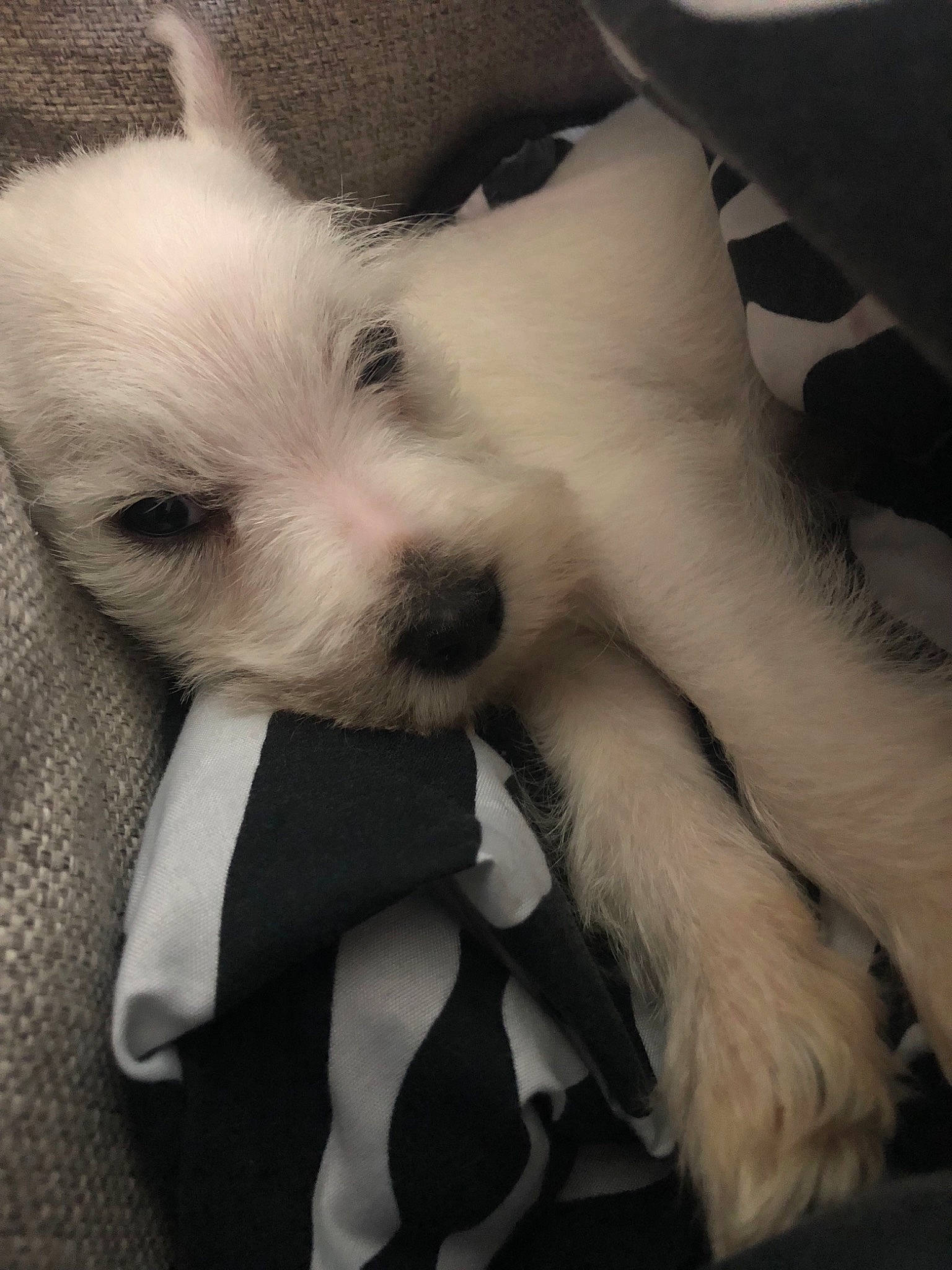 Polar Jaxx joined the competition — help win amazing prizes! bichon, canidae, carnivore, companion_dog, coton_de_tulear, dog, dog_breed, maltepoo, maltese, mammal, non_sporting_group, nose, puppy, puppy_love, rare_breed_dog, schnoodle, terrier, toy_dog, vertebrate, west_highland_white_terrier