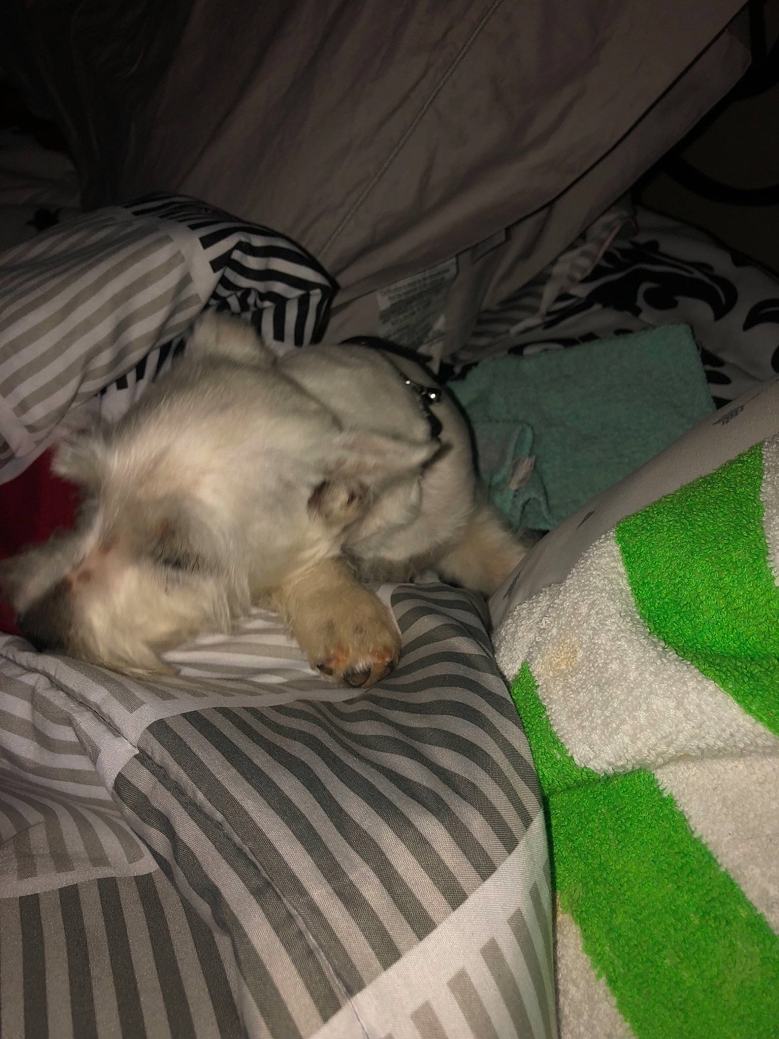 Polar Jaxx joined the competition — help win amazing prizes! canidae, carnivore, companion_dog, dog, dog_breed, morkie, nap, non_sporting_group, puppy, sleep, sporting_group