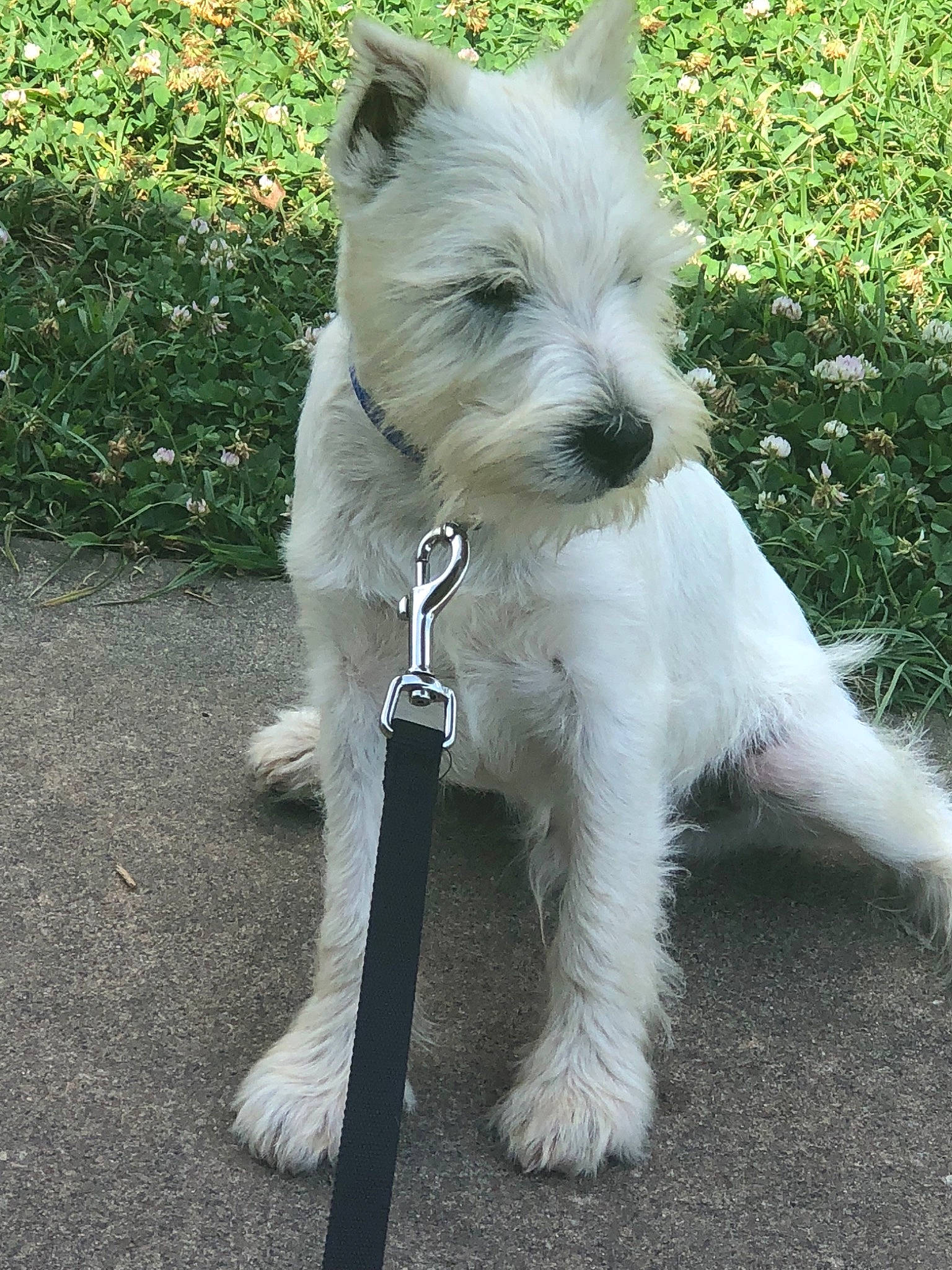Polar Jaxx joined the competition — help win amazing prizes! canidae, carnivore, companion_dog, dog, dog_breed, mammal, miniature_schnauzer, puppy, rare_breed_dog, schnauzer, scottish_terrier, sealyham_terrier, small_terrier, sporting_group, sporting_lucas_terrier, standard_schnauzer, tail, terrier, vertebrate, west_highland_white_terrier