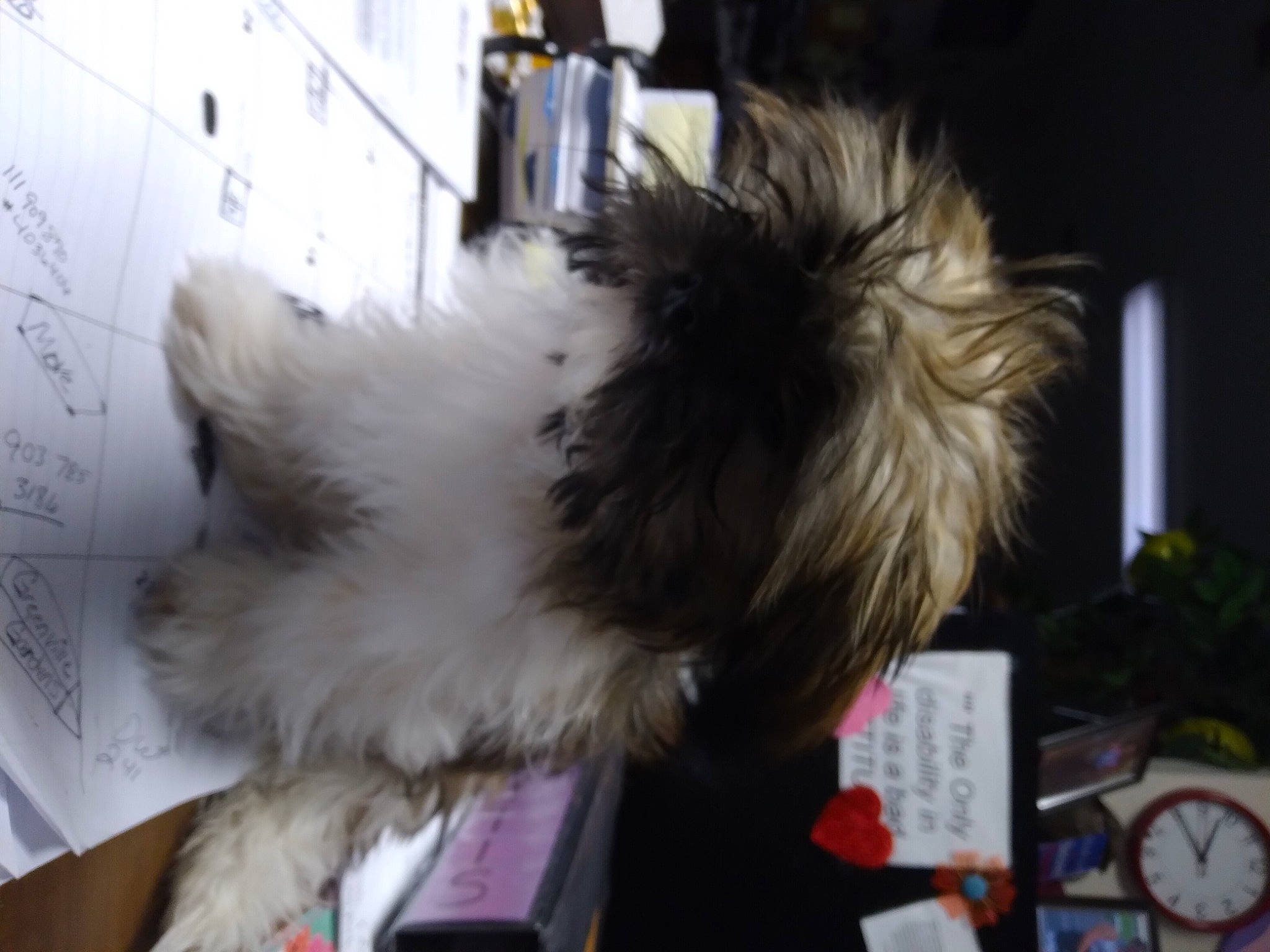 Jasper joined the competition — help win amazing prizes! canidae, carnivore, clock, companion_dog, dog, dog_breed, event, fawn, felidae, fur, liver, plant, small_terrier, small_to_medium_sized_cats, snout, sporting_group, tail, terrier, toy_dog, whiskers