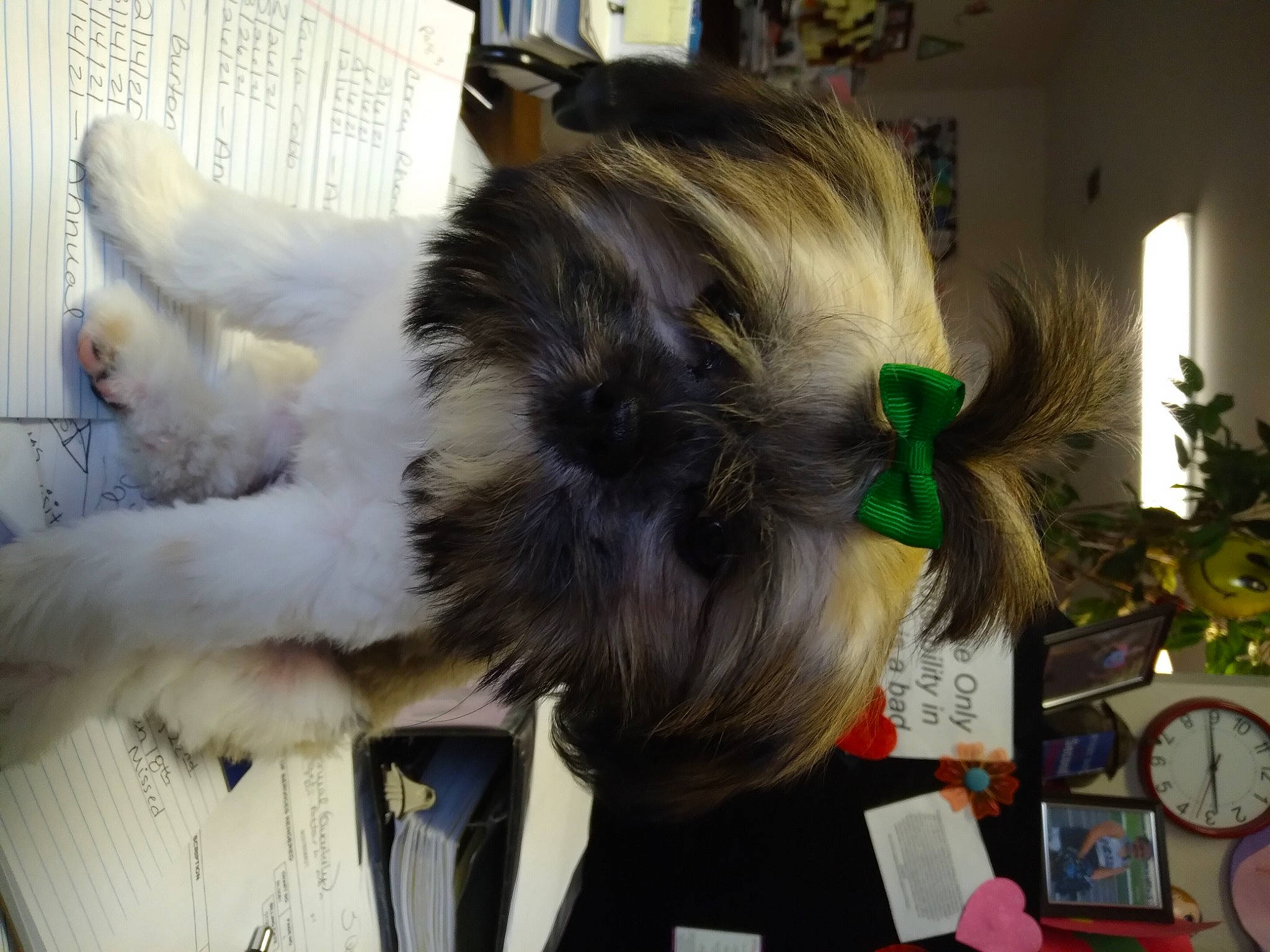 Jasper is registered to the contest to win money with this photo: canidae, carnivore, clock, companion_dog, dog_breed, fashion_accessory, fawn, feather, felidae, fur, houseplant, long_hair, plant, small_to_medium_sized_cats, snout, sporting_group, suit, tail, toy, whiskers