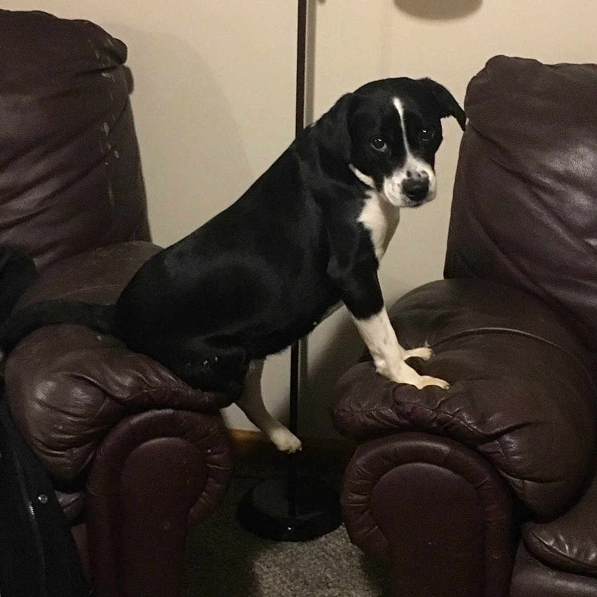 Luck joined the competition — help win amazing prizes! animal, architecture, armchair, building, canine, chair, couch, cushion, dog, furniture, homedecor, hound, indoors, labradorretriever, lamp, livingroom, pet, puppy, room, tablelamp