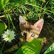 Naïa participe au concours pour gagner de l'argent avec cette photo : cat, kitten, tabby, greenery, plants, leaves, grass, flower, nature, outdoor, sunlight, wildlife, curious, animal, young, feline, closeup, hidden, playful, eye