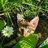cat, kitten, tabby, greenery, plants, leaves, grass, flower, nature, outdoor, sunlight, wildlife, curious, animal, young, feline, closeup, hidden, playful, eye